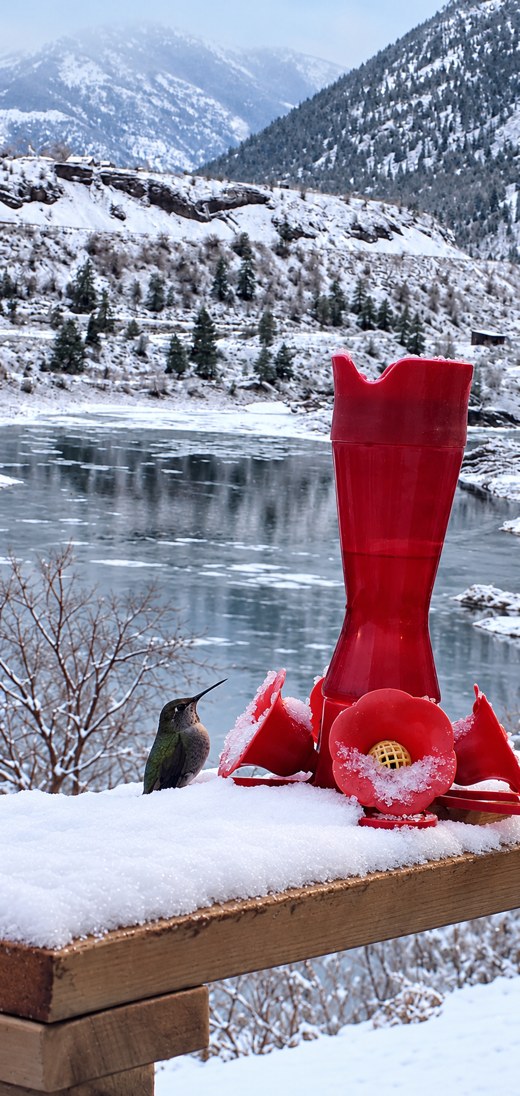 Camille’s winter hummingbird photograph, refined and with the lower feeder removed